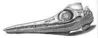 A: The skull of the dolphin-like Temnodontosaurus platyodon (originally Ichthyosaurus), drawn by Everard Home and published in the Philosophical Transactions of the Royal Society, 1814.   The first fossil ichthyosaurs were dubbed ‘Sea Dragons’ by the popular press.  This fossil was found by two children, Joseph and Mary Anning, in the Blue Lias cliffs of Lyme Regis, Dorset.  In May 1819, the full 9 metre long skeleton arrived at the British Museum where the keeper of natural history, Charles Konig, initially gave it the name ‘Ichthyosaurus’, meaning ‘fish-lizard’ (Image: Wikimedia Commons)
