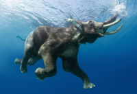 A feral male Indian elephant (Elephas maximus) known as Raja, caught here by wildlife photographer and author Steve Bloom.  Steve observed this animal regularly swimming off the coast; Andaman islands, India.  Male elephants are typically solitary; the herd is comprised of females and youngsters (Image: Steve Bloom, 2006)
