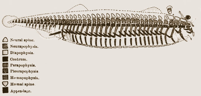 Richard Owen’s vertebrate archetype from his 1847 book On the archetype and homologies of the vertebrate skeleton (Image via Wikimedia Commons)