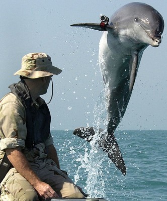 A bottlenose dolphin (Tursiops truncatus) with locator beacon; Persian gulf.  This animal is part of a trained team of animals used by the US Navy for mine clearance in shipping lanes.  Since most prey cannot detect high frequency sound, hunters using echolocation have a stealth surveillance system of near-military precision.  Dolphin echolocation inspired naval underwater surveillance using sonar (Image: Wikimedia Commons)