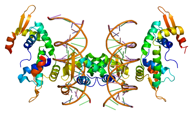 The FoxP2 gene encodes for the ‘Forkhead-Box Protein-2’; a transcription factor.  This is a type of protein that interacts with DNA (shown here as a pair of brown spiral ladders), and influences which genes are turned on in the cell, and which remain silent.   This diagram shows two Forkhead box proteins, which associate with each other when active.  This bends the DNA strand and makes critical areas of the genetic code more accessible (Image: Wikimedia Commons)