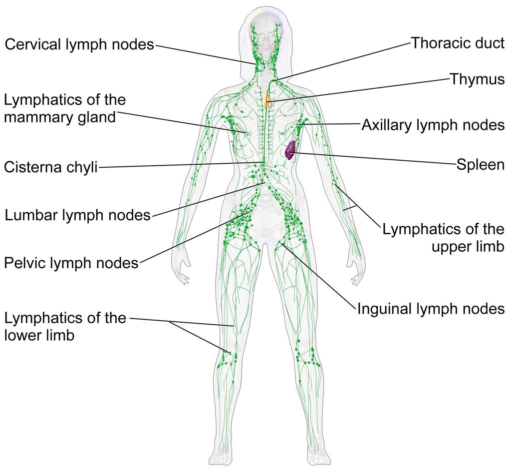 The lymphatic system of a human female.  This network of vessels allows immune system cells rapid access to all areas of the body.  Lymph vessels interconnect with the blood circulation at the heart and lymph nodes.   Two organs are particularly important in this network. •The thymus gland polices antibody-producing adaptive immune system cells, filtering out those which are too close to recognising native body proteins.   •The spleen synthesises antibodies in its white pulp, and releases these proteins into the blood stream, where they bind to foreign proteins, such as those present on the surface of bacteria.  This targets cells and other debris in the blood.  The spleen removes antibody-coated bacteria and old red blood cells from the circulation.  It also acts as a reservoir for monocytes, immune cells which later develop into phagocytic (non-specific engulfing) cells (Image: Wikimedia Commons)