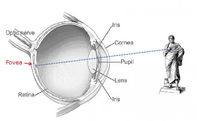 The human eye shifts its main focus in a series of ‘saccade and fixate’ movements.  As this eye focusses on Sophocles’ hand, reflected light from the object lands on the fovea; the detail-harvesting area at the back of the eye. When looking at an object, our eyes move suddenly from one detail to another (the saccade), and then ‘fixate’ for a few moments onto these points of interest.   Sophocles uses the idea of blindness in his story, ‘Oedipus Rex’, to illustrate how seeing is a highly active process, whether this is physical or metaphorical (Image: Composite of images from Wikimedia Commons)