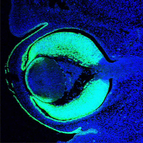 A cross-section of a mouse eye showing the PAX6 protein, visible here in green thanks to a fluorescent  tag.   PAX6 is a transcription factor; a protein that controls the actions of many other genes.  Its biological role is to define which cells develop into eyes in all vertebrate embryos.   The PAX6 gene functions in the Mexican blind cave fish, but works at less intensity than in sighted fish.   Cave fish eyes develop normally for the first 2 days in the embryo, then stop growing, and the cells degenerate.  These fish appear eyeless because other tissues expand and cover what remains of the eye cups (Image: Wikimedia Commons)