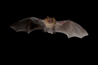 Geoffroy’s horseshoe bat (Rhinolophus clivosus) during a hunting flight.  These bats forage for fluttering insects amongst shrubby vegetation in tropical and subtropical moist forest habitats (Wikimedia Commons)