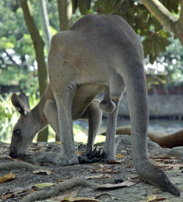 A male western grey kangaroo (Macropus fuliginosus) foraging near Port Douglas, Queensland.  In hot weather, male kangaroos lower their scrotal sac away from the body; this helps keep these organs at a cooler temperature and avoids damaging their sperm (Image: Wikimedia Commons)