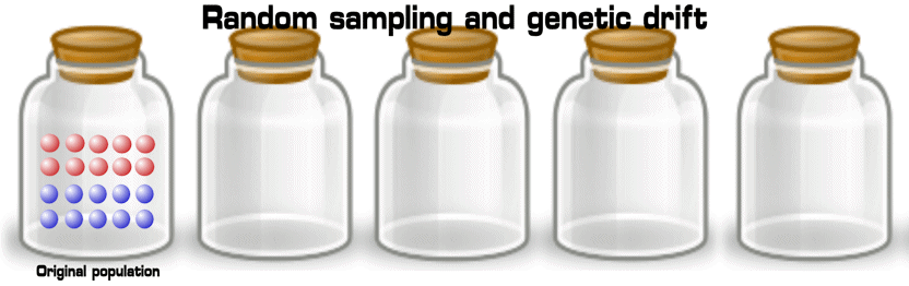 Random bead sampling experiments show how certain forms of a gene can become quickly widespread in a few generations in a small isolated population. This is known as ‘genetic drift’ (Image: Wikimedia Commons)
