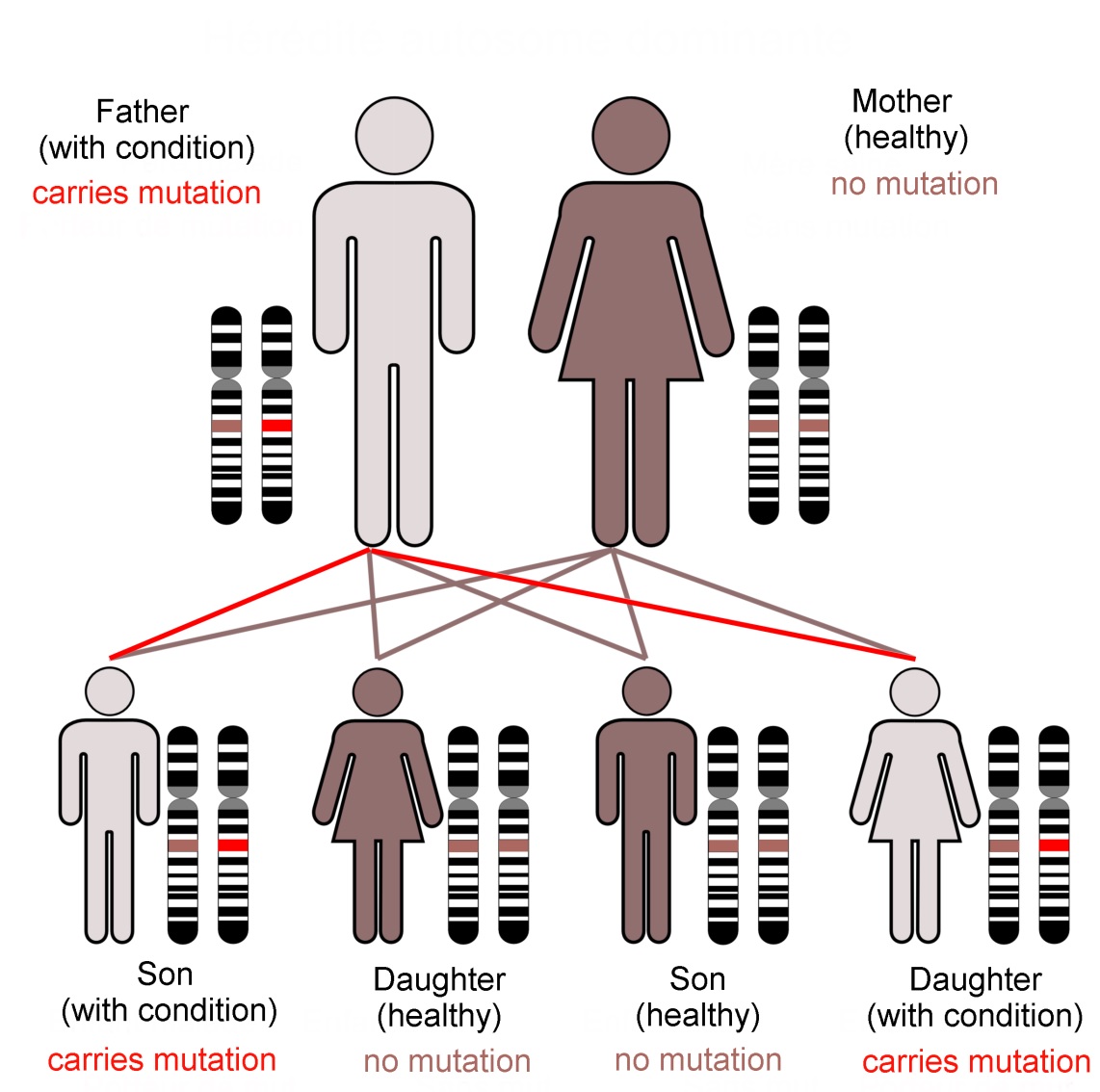Family KE’s condition, caused by a dominant mutation in the FoxP2 gene, follows an autosomal (not sex-linked) pattern of inheritance, as shown here. Dominant mutations are visible when only one gene copy is present. In contrast a recessive trait is not seen in the organism unless both chromosomes of the pair carry the mutant form of the gene. The FoxP2 transcription factor protein is required in precise amounts for normal function of the brain. The loss of one working FoxP2 gene copy reduces this ‘dose’ which is enough to cause the problems that emerged as family KE’s symptoms (Image: Annotated from Wikimedia Commons)