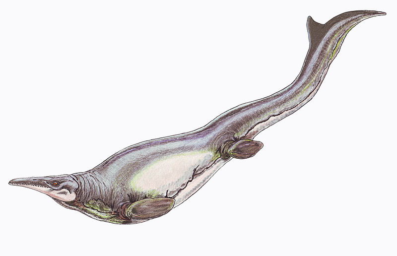 Plotosaurus bennisoni; a mosasaur from the Upper Cretaceous of North America.  Most mososaurs lived in shallow coastal waters, although after the disappearance of the ichthyosaurs, some evolved into similar deep water sprint predators. Plotosaurus had crescent-shaped tail flukes, equipping this animal to whale-like fast pursuit behaviour (Image: Wikimedia Commons)