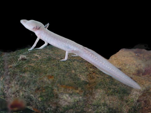 Cave animals typically lose their colour and cease to develop eyes, like this Texas Blind Salamander (Eurycea rathbuni).   Cave ecosystems have limited air exchange with above ground.  Often the air is low in oxygen.   This film clip shows the salamander’s external gills, a juvenile characteristic retained here in the adult form in order to capture enough oxygen gas (Image: Wikimedia Commons)