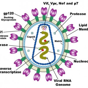 Diagram of an HIV particle.   Using cell surface antibodies as an infective agent identification mechanism means that immune cells can in turn become ‘visible’ to these pathogens.   The Human Immunodeficiency Virus (HIV) which causes Acquired Immuno-defficiency Syndrome (AIDS) specifically identifies T-cells.  This virus is a master of disguise; it uses a similar gene shuffling mechanism as are used to produce variable proteins on the surface of its viral capsule.  This changeability makes the virus seem to always be something new – this is the reason that the immune system has difficulty recognising and neutralising it, and also is why the virus has been so difficult to target using a vaccine.   The interaction between an infection and the host immune system is usually like a predator prey relationship.  The immune system is the ‘predator’, chasing down to consume the infection (the ‘prey).  In the case of HIV, these roles are unclear.  Is the virus pursing the immune cell, or is the immune cell pursuing the virus? (Image: Wikimedia Commons)