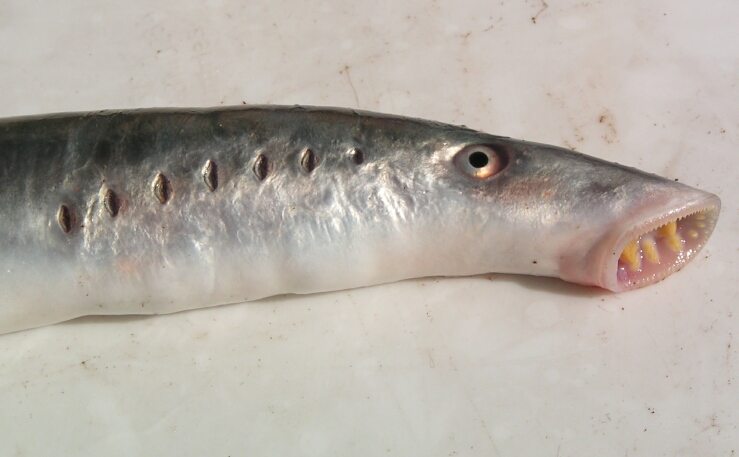 A river lamprey (Lampetra fluviatilis) from the German North Sea. The immune systems of this and other jawless fish such as the hagfish have been found to contain adaptive cells which act in a similar way to T- and B- lymphocytes of the jawed vertebrates. Here the membrane proteins acting as signal receivers are different, based on receptors containing leucine-rich motifs. As in their jawed cousins, the immune responses of lampreys produce a clonal increase of specific disease-detecting cells (Image: Wikimedia Commons)