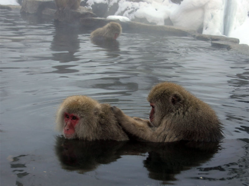 Macaques (Macaca fuscata) grooming in the Jigokudani HotSpring in Nagano Prefecture, Japan.   Human and monkey vocal sounds arise in different regions of the brain.  Primate calls are mostly involuntary, and express emotion.  They are processed by inner brain structures, whereas the human speech circuits are located on the outer cortex (Image: Wikimedia Commons)