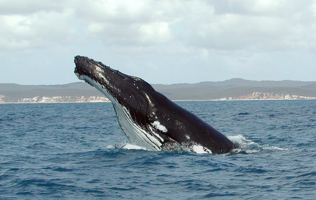 This unusual view of a humpback whale (Megaptera noveangelidae) off the cost of Australia shows the flexible throat pleats in a compressed position.  Clans of humpback whales modify the sound pattern of their song through each season, and evolve a completely new song form over 15 years.  However these animals are able to learn and adapt to change at a much faster rate.  A study following the arrival of a handful of male humpback whales from western Australian waters into the eastern Australian humpback population’s breeding grounds, found that the eastern males switched to the western song in only two years.  This ‘cultural revolution’ may have been driven by the mating choices of the eastern females; many female mammal species show a preference for novelty in a mate (Image: Wikimedia Commons)