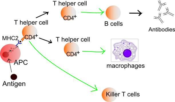 The adaptive immune system activates against pathogens that evade or overcome our innate immune defences.  When activated, this system “adapts” to the infection.  Phagocytic (innate) cells digest foreign proteins and then 'present' short pieces of them  (antigens) on their cell surfaces, along with a body protein, the ‘Major Histocompatibility Complex’ class II protein (MHC2).  This makes the antigen fragment visible to the adaptive immune system, and triggers a response.   This diagram shows the two types of adaptive response.  T lymphocytes (T cells) display an antibody on their surface that recognises the antigen, along with other surface proteins (here this is CD4+) making this T-cell into a '‘helper’ T-cell.  Helper cells then synapse with B lymphocytes (B cells) and trigger them to release antigen-specific antibody into the blood stream to 'seek out' and attach to the foreign invader.   These cells can also become ‘killer’ T cells, when they recognise a foreign antigen associated with a normal body cell.   B cells are matured in and released by the bone marrow.  T-cells undergo recombination (gene shuffling) in the thymus where they produce their specific antibody signal before being released into the blood stream (Image: Wikimedia Commons)