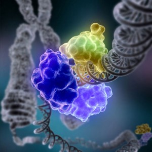 Scheme showing a DNA ligase-I enzyme (in color) repairing a break in DNA.   DNA damage, caused by environmental factors and normal metabolic processes, occurs at a rate of 1,000 to 1,000,000 molecular lesions per cell per day. Without maintenance to mend such breaks, cells can malfunction, die, or become cancerous.  Ligases catalyse the crucial step of joining the breaks in the spiralling DNA strand.  To do so they require energy, in the form of either Adenosine triphosphate (ATP) or Nicotinamide adenine dinucleotide (NAD+) as a cofactor (Image : Wikimedia Commons)