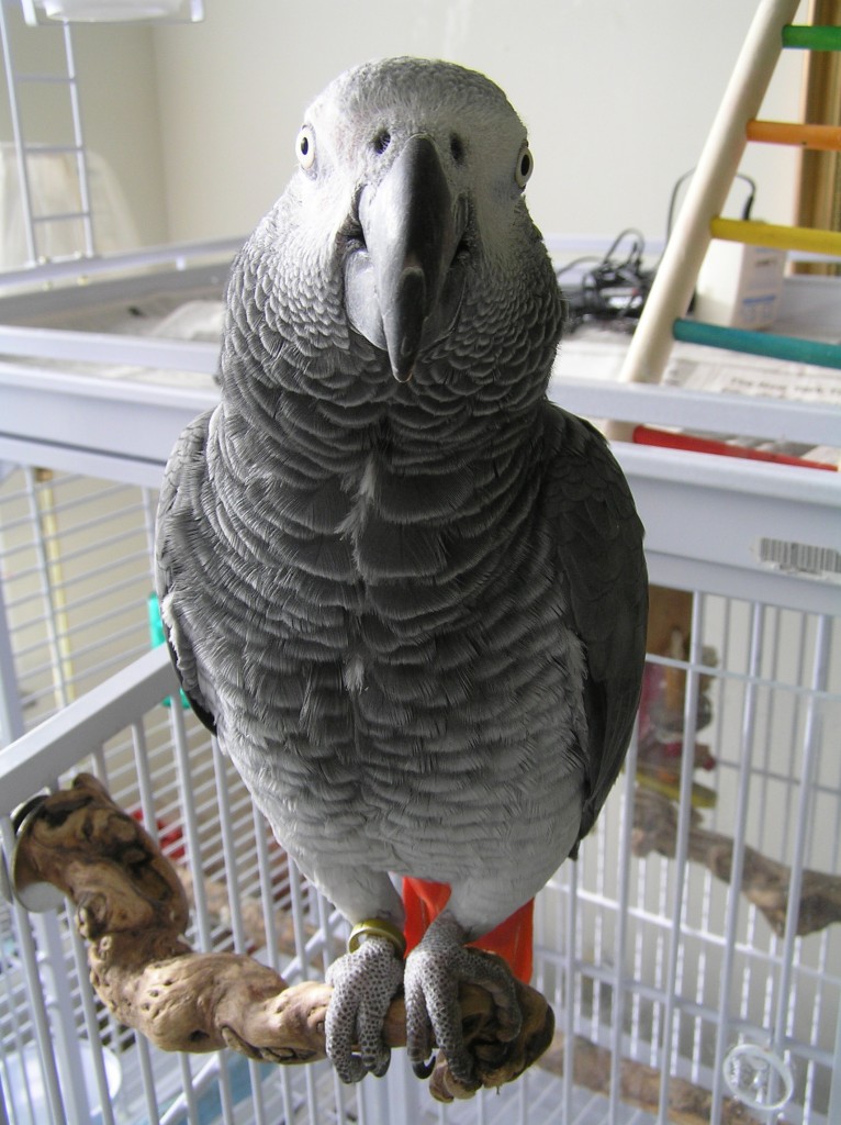 An African Grey Parrot (Psittacus erithacus).  Irene Pepperberg’s parrot, Alex, learned very basic grammar, could identify objects by name, and could count  (Image: Wikimedia Commons)