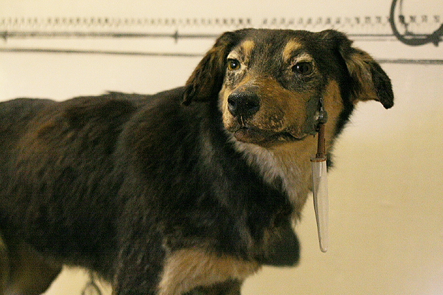 One of the many dogs Ivan Pavlov used in his experiments (possibly Baikal); Pavlov Museum, Ryazan, Russia. Note the saliva catching container and tube surgically implanted in the dog's muzzle.   These dogs were regularly fed straight after hearing a bell ring.  In time, the sound of the bell alone made them salivate in anticipation of food.  This experience had trained them to code the bell sound with a symbolic meaning, i.e. to indicate the imminent arrival of food (Image: Wikimedia Commons)