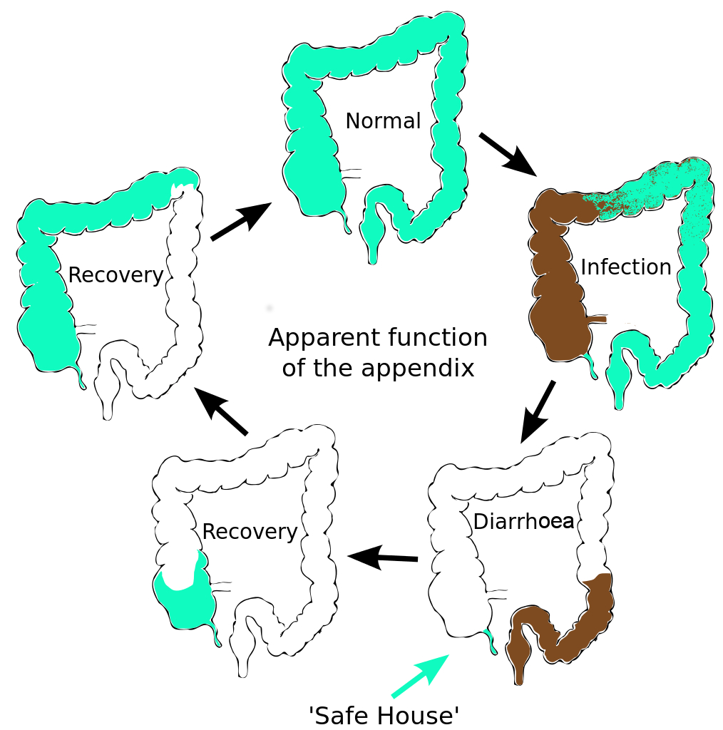 The human appendix is surrounded by copious amounts of immune tissue which particularly nurture and protect this sub-sample of our gut bacterial community. This creates a ‘safe house’ for a sample of our gut microflora.  After an infection has triggered a diarrhoea response which expels the intestinal contents, the guts are recolonized by bacteria from this reservoir in the appendix.  Charles Darwin first suggested that the human appendix is a relic of our evolution; a ‘vestige’ of a much larger mammalian caecum. (A caecum is a larger area of gut, containing bacteria, adapted in herbivores to digest large amounts of plant material).  However this explanation doesn’t fit the facts.  The appendix has evolved at least twice, arising independently in marsupials and placental mammals; an example of evolutionary convergence.  This suggests that it has a current and selectable function (Image: Amended from Wikimedia Commons)