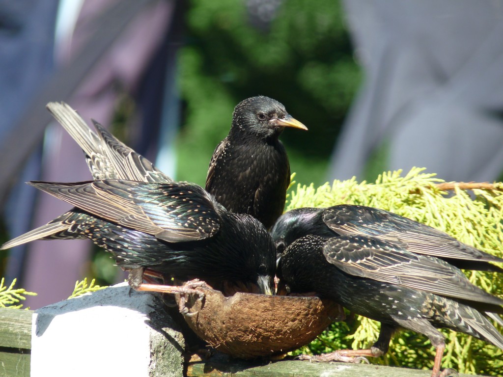 European Starlings (Sturnus vulgaris) taking an opportunity to feed.  These birds are accomplished vocal mimics, and can add new sounds to their song repertoire throughout life.  Their calls comprise repeating syllable sequences; each bird’s song is distinctive, and seems to enable individuals to recognise others from their flock (Image: Wikimedia Commons)