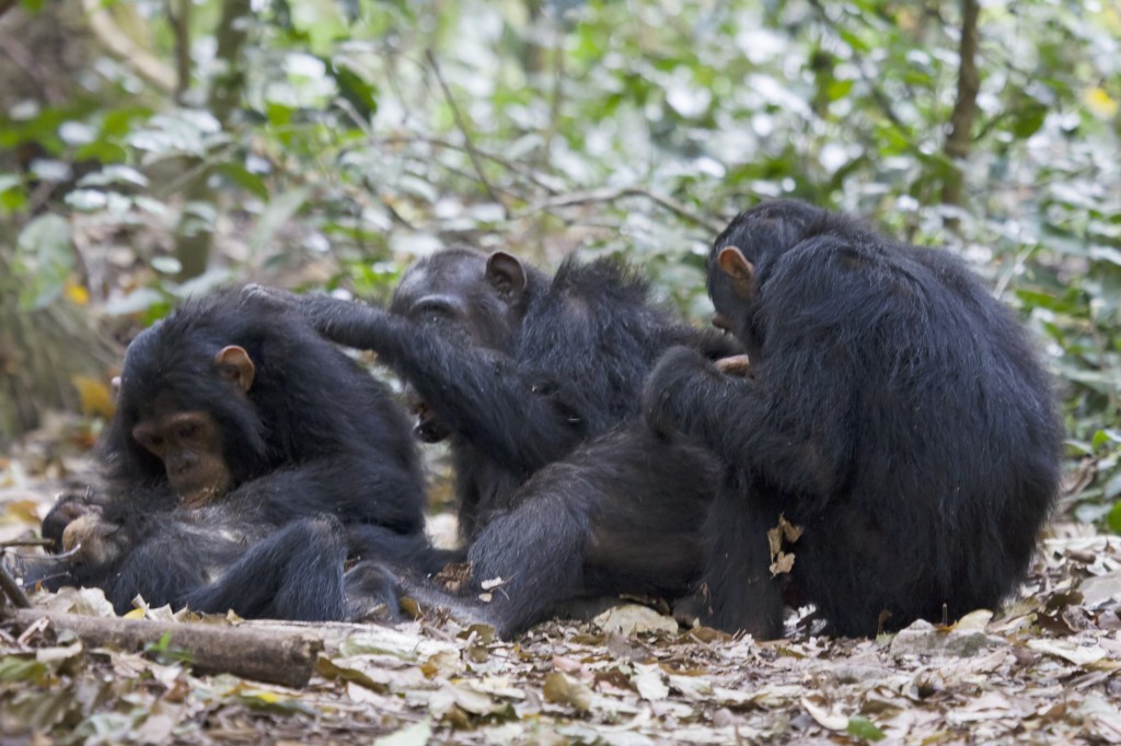 Chimpanzees (Pan trogoldytes) grooming at Gombe Stream National Park, Tanzania.  Grooming in primates cleans the outer body, decreases stress, allows acceptance into the group and reveals the social hierarchy.  Chimps and other higher primates may utter pleasure-indicating sounds during grooming, particularly if being attended to by a higher status member of the tribe. Chimpanzee tribes range from 15 to 120 individuals. In their “fission-fusion society” all members know each other but feed, travel, and sleep in smaller groups of six or less.  The membership of these small groups changes frequently (Image: Wikimedia Commons)