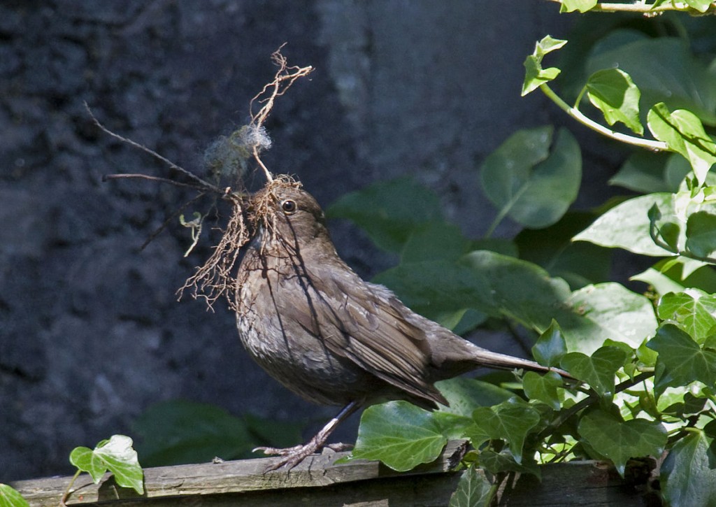 A female blackbird (Turdus merula) with nest building materials. As well as speaking and manipulating food in a precise way, many animals and birds use their mouths as a tool to manipulate objects.  The materials with which this blackbird builds her nest are also tools.  Using the eating apparatus to perform other tasks is common amongst vertebrates (Image: Wikimedia Commons)