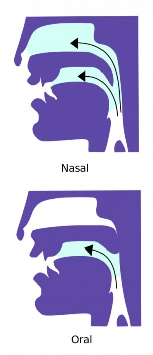 The nasal resonant consonants of ‘mama’ are made with the tongue at rest and soft palate open (above).  In this position the nasal cavity is continuous with the mouth and throat.  To produce ‘dada’, the soft palate elevates (below), closing off the nasal cavity and limiting resonance to the oral chamber (Image: Modified from Wikimedia Commons)