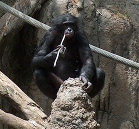 A bonobo (Pan paniscus) ‘fishing’ for termites using a stick tool, at San Diego Zoo (Image: Wikimedia Commons)