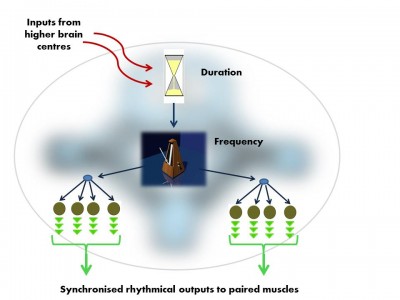 The vocal Central Pattern Generator used to produce basic signals for social communication, is organised in much the same way in fish, frogs, birds and mammals.  Like all Pattern Generator modules it has a hierarchical organisation.   i.pre-pacemaker cells set the duration of the output,  ii.pacemaker neurons set the frequency of the regular nerve impulse iii.Motor neurons transmit the pacemaker’s rhythmic output to the muscles (Image: Wikimedia Commons)