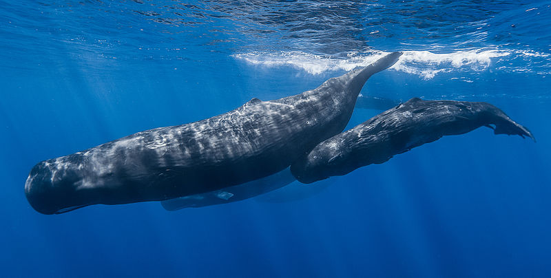 A pod of sperm whales (Physeter macrocephalus) diving off the coast of Mauritius.  These animals are insulated by a thick layer of blubbery fat (Image: Wikimedia Commons)