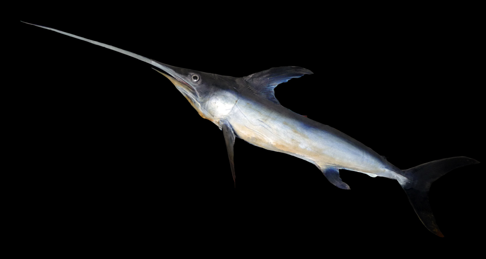 The swordfish (Xiphias gladius) is a migratory predator.  From their spawning grounds in the Sargasso Sea, these deep water hunters range throughout the world’s temperate and tropical oceans.  We most often see them on the menu; Atlantic stocks have declined massively due to overfishing (Image: Wikimedia Commons)
