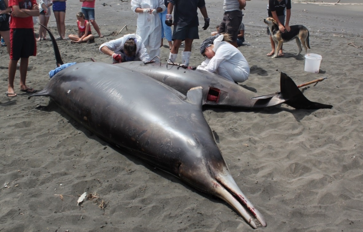 University researchers conduct an autopsy on two stranded Gray's beaked whales (Mesplodon grayi) at Port Waikato, New Zealand.  Exposure to underwater sonar seems to trigger a change in their normal diving behaviour, perhaps causing these animals to surface too quickly and putting them at risk of decompression sickness (Image: Wikimedia Commons)