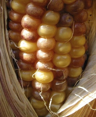 Pigmentation on corn kernels reveals the activity transposons (Image: Damon Lisch via Wikimedia Commons)
