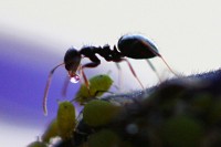 An ant collects honeydew from an aphid. The coexistence of ants and aphids is an example of a symbiotic relationship; the ants 'farm' the aphids for honeydew and in return the ants protect the aphids. For example, when it rains the ants might move the aphids to sheltered locations(Image:  Dawidi/Wikimedia Commons)
