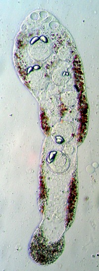 Dicyema erythrum Furuya, 1999 (Phylum Dicyemida) (Image: Used with the kind permission of Professor Hidetaka Furuya)