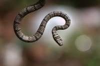 Sri Lanka flying snake
(Image: Wikimedia Commons)