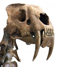 Smilodon skull
(Image: Wikimedia Commons)