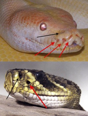 A python (top) and rattlesnake. Black arrows point to nostrils, red arrows point to the pit organs which allow them to "see" specific wavelengths of radiant heat (Image: Wikimedia Commons)