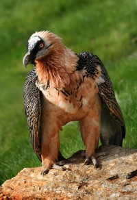 The rust-coloured feathers on this bearded vulture (Gypaetus barbatus) are likely to come from dust-bathing or from the bird intentionally rubbing mud on its body (Image: Wikimedia Commons)