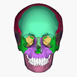 Human skull (Image: Anatomography/Wikimedia Commons)