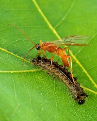 Aleiodes indiscretus wasp parasitizing a gypsy moth caterpillar(Image: Agricultural Research Service, the research agency of the United States Department of Agriculture/Wikimedia Commons)