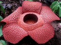 Rafflesia arnoldii. It's common name is the 'corpse flower', so-called because it gives off a repugnant smell akin to that of a rotting corpse - which attracts the carrion flies that pollinate it(Image: Wikimedia Commons)