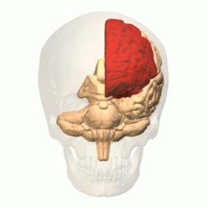 Animation of a human skull, revealing the left frontal lobe in red  (Image: Wikimedia Commons)