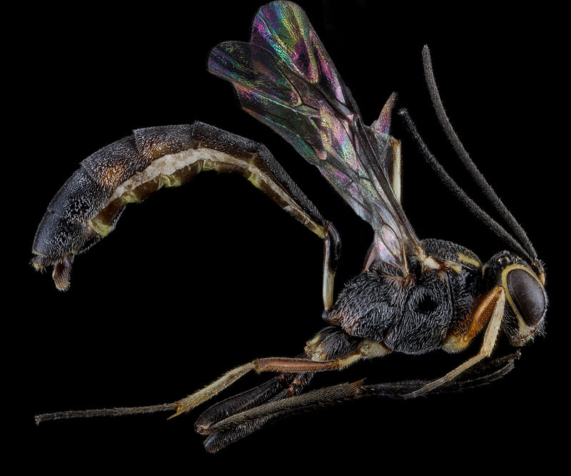 Ichneumonid wasp (Image: USGS Native Bee Inventory and Monitoring Laboratory/Wikimedia Commons)