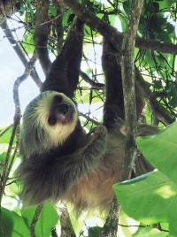 Hoffman's two-toed sloth (Choloepus hoffmanni). Sloths have a green tinge to their fur. This is due to a symbiotic guest in the form of a green algae, conveniently housed in specially modified hair (Image: Wikimedia Commons)