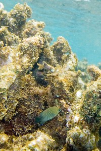 Threespot damselfish (Stegastes planifrons)
(Image: Paul Asman and Jill Lenoble via Wikimedia Commons)