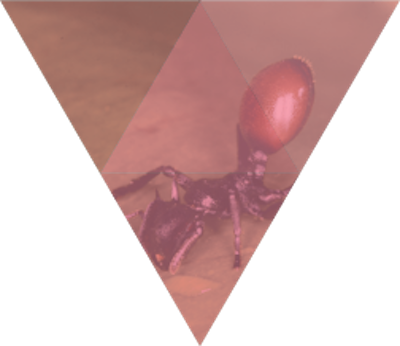 Can an ant turn into a berry?