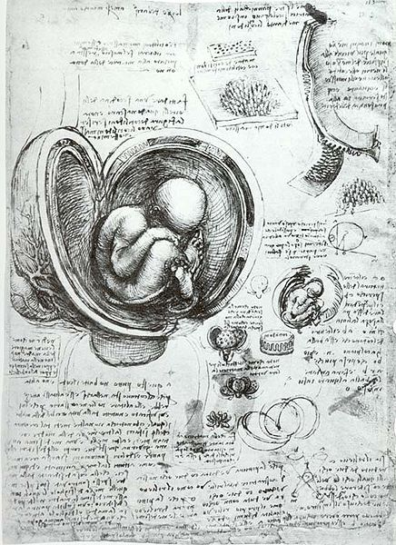 Leonardo da Vinci’s observational skills were exemplary.  For instance his diagrams of the developing human embryo  (c1510-1513) are accurate enough to be useful as teaching aids today.  Through making observations of the structure of the blood vessels, he developed a theory of circulation in the body some 100 years before William Harvey. Many of the discoveries and inventions of later centuries were subsequently found to have been already described in his notebooks (Image: Wikimedia Commons)