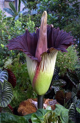 Heat generation is not limited to animals.  Some plants such as this Voodoo Lily (Amorphophallus titanium) have developed their own form of cellular heat generation, termed ‘non-shivering thermogenesis’.  These unusual plants heat parts of their floral organs to liberate scent messages into the air.  This attracts insect pollinators, and may also protect its delicate reproductive tissues from the sometimes very cool night temperatures in its native tropical forest habitat (Image: Wikimedia Commons) 