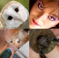 A selection of animals with very different brains.  Clockwise from top left; Barn own (Tyto alba), a human (Homo sapiens), a Commissarisi’s Long tongued bat (Glossophaga commissarisi), and a red squirrel (Scirius vulgaris). 
(All images: Wikimedia commons)